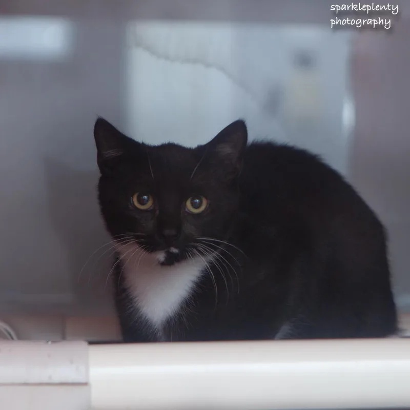 A baby medium-sized male Black Domestic Short Hair cat named Elijiah for adoption in Ridgefield, CT