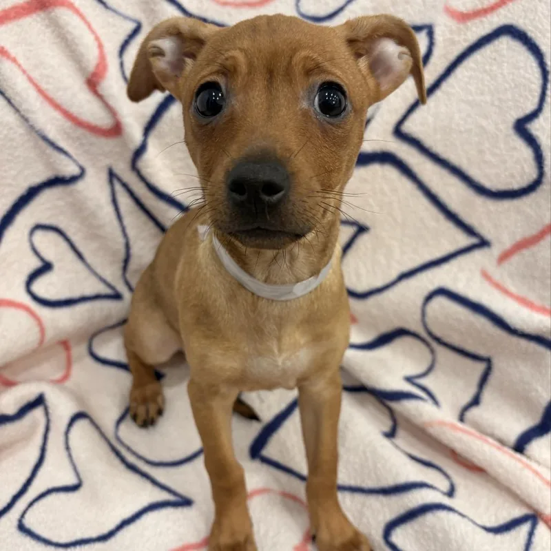 A baby small-sized female Yellow / Tan / Blond / Fawn Dachshund dog named Tiger Maple for adoption in Long Beach, CA