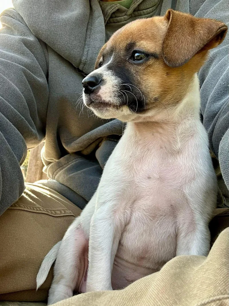 A baby small-sized female Jack Russell Terrier dog named Hyena for adoption in Marshall, NC