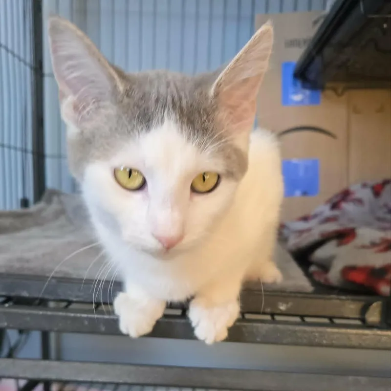 A young medium-sized female White Domestic Short Hair cat named Claire for adoption in LYLE, MN
