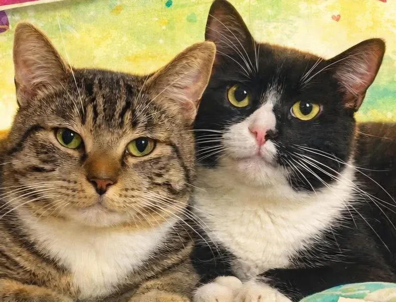 An adult medium-sized male Tabby (Buff / Tan / Fawn) Domestic Short Hair cat named Gumbo & Biscuit for adoption in Stratford, CT