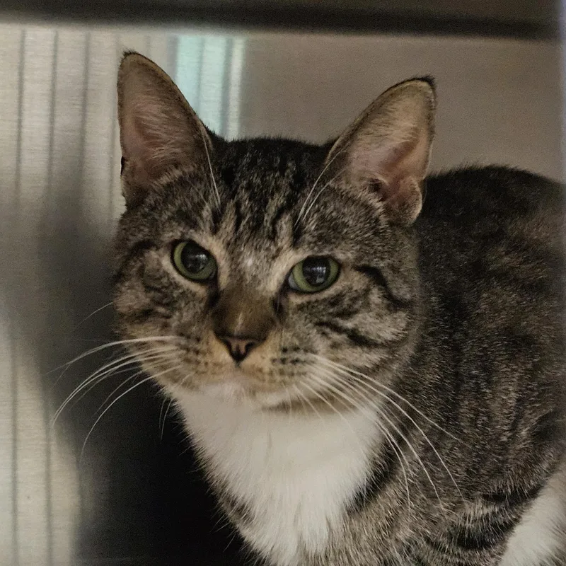 Gumbo & Biscuit thumbnail 2