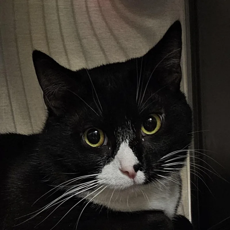 Gumbo & Biscuit thumbnail 3