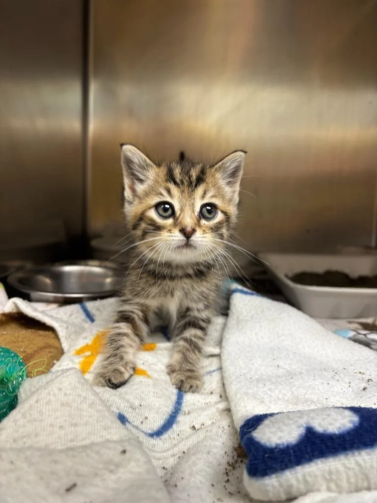 A baby medium-sized female Domestic Short Hair cat named Gretel for adoption in Findlay, OH