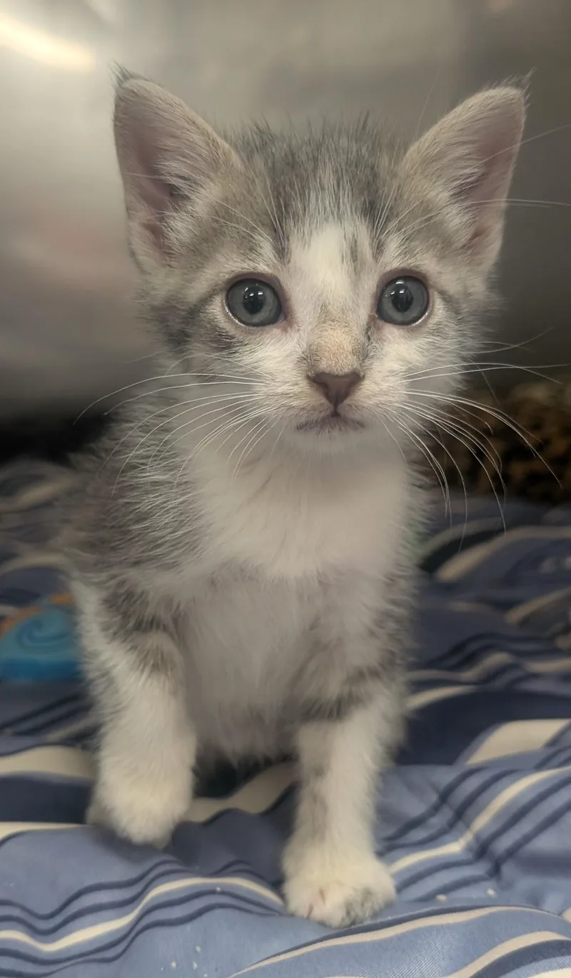 A young small-sized male Gray & White Domestic Short Hair cat named Tony for adoption in New Ulm, MN