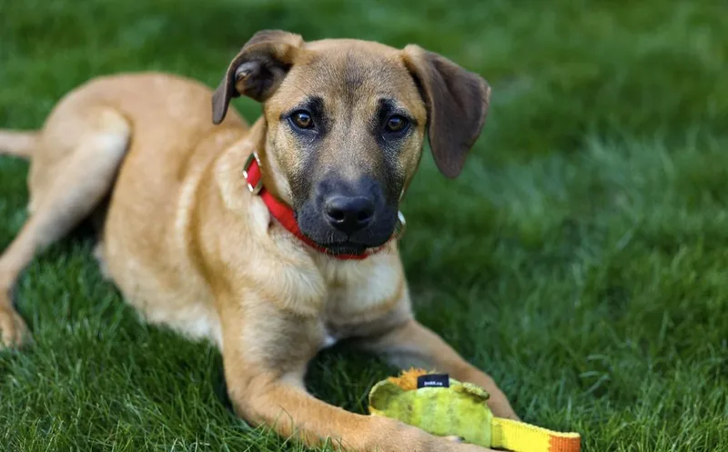 A baby medium-sized male Mountain Cur dog named Hashtag for adoption in Pembroke, MA