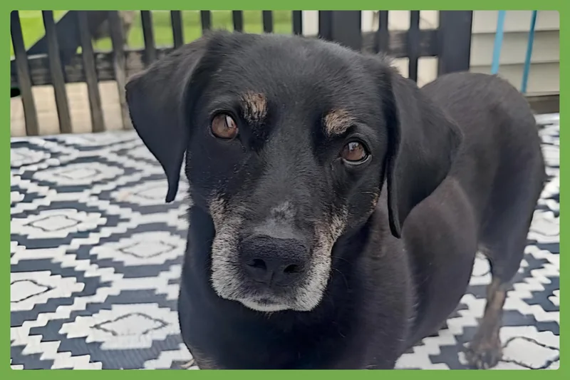 A senior medium-sized female Black Terrier dog named Raiya for adoption in Amherst, MA
