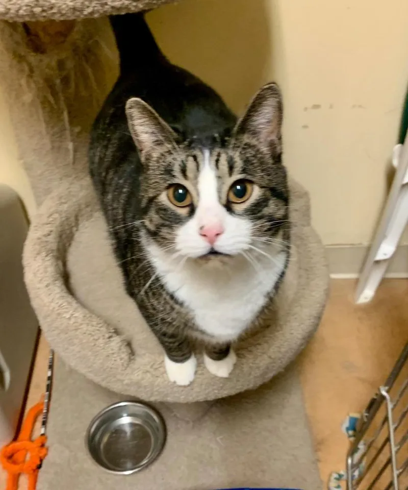 An adult large-sized male Domestic Short Hair cat named Archie for adoption in Thayne, WY