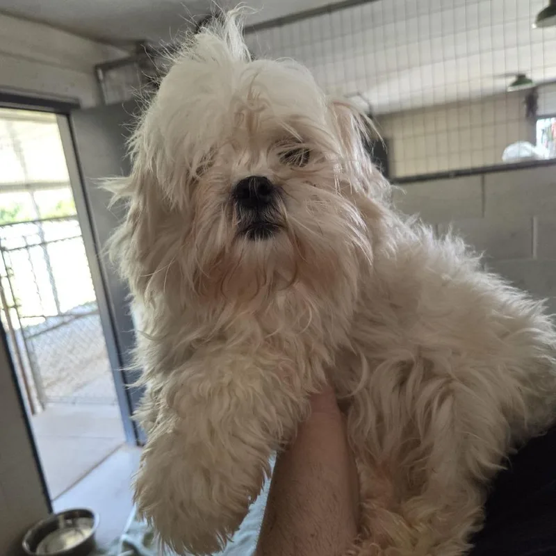 An adult small-sized female White / Cream Maltese dog named Maize for adoption in Ocala, FL