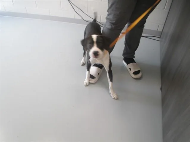 A young medium-sized male Pit Bull Terrier dog named A for adoption in Ocala, FL
