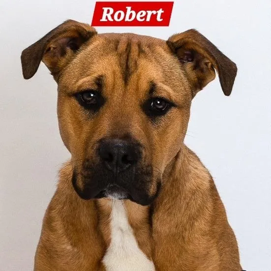 A young medium-sized male Shepherd dog named Robert for adoption in South Elgin, IL