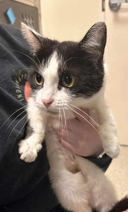 An adult medium-sized female Domestic Short Hair cat named River Rose for adoption in Fishers, IN