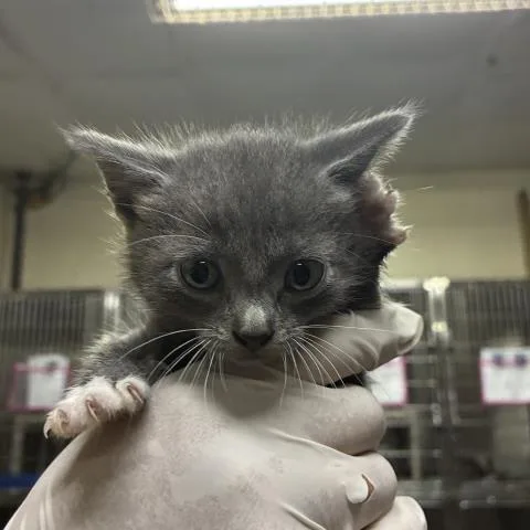 A baby small-sized female Domestic Short Hair cat named Maxine for adoption in Pensacola, FL