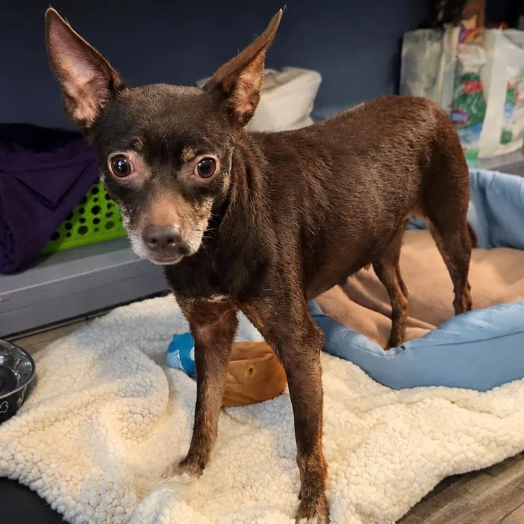 An adult small-sized female Brown / Chocolate Chihuahua dog named Mel for adoption in Jefferson city, TN