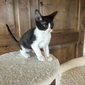 A baby small-sized male Black Domestic Short Hair cat named Zippy for adoption in Prescott, AZ