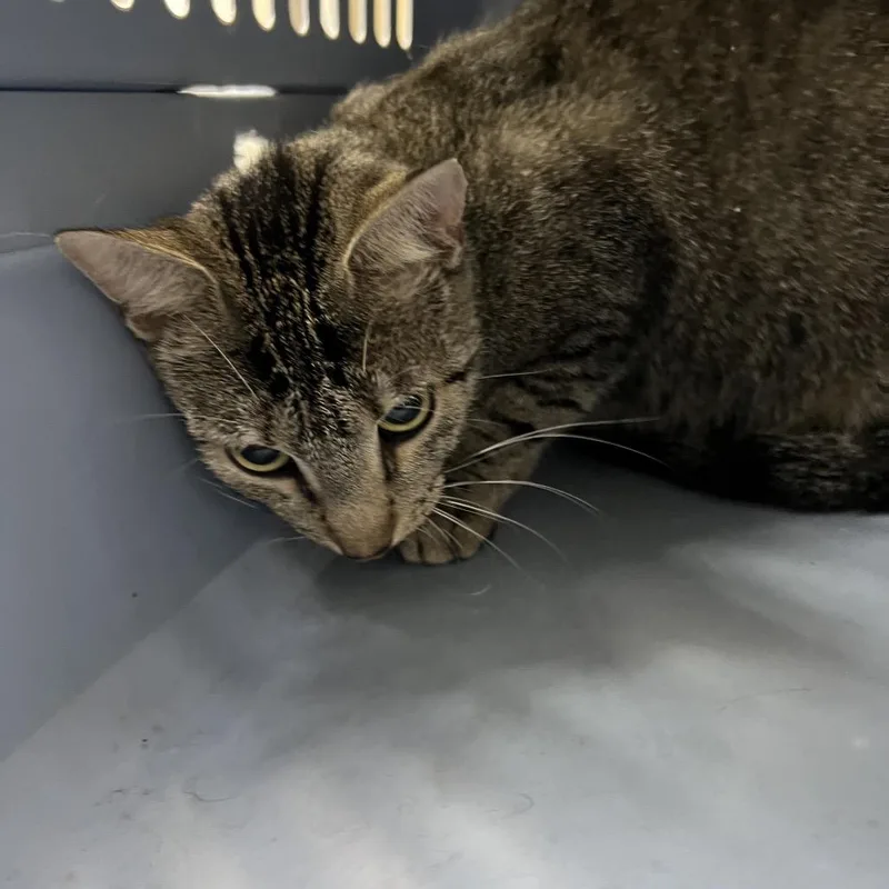 An adult medium-sized female Gray / Blue / Silver Domestic Short Hair cat named Rita for adoption in Galveston, TX