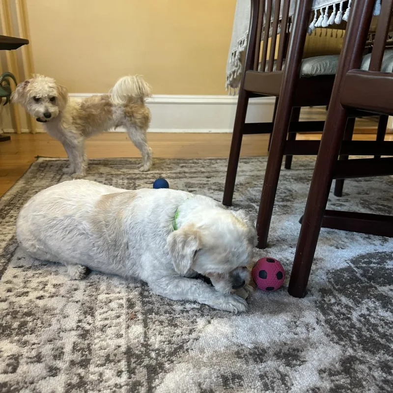 A senior small-sized male White / Cream Shih Tzu dog named Yoshi D for adoption in Minnetonka, MN