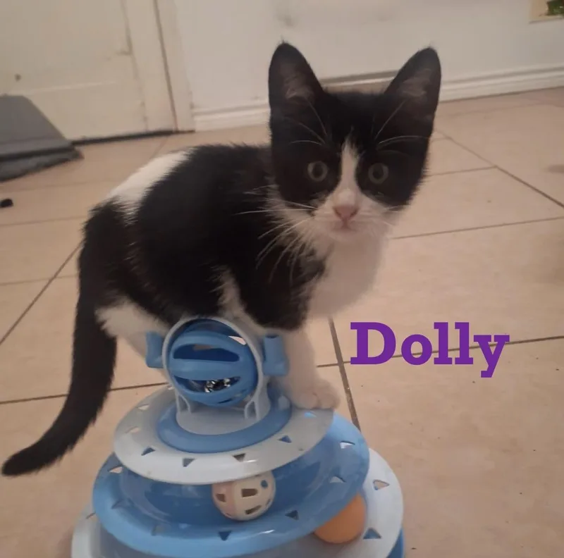 Dolly