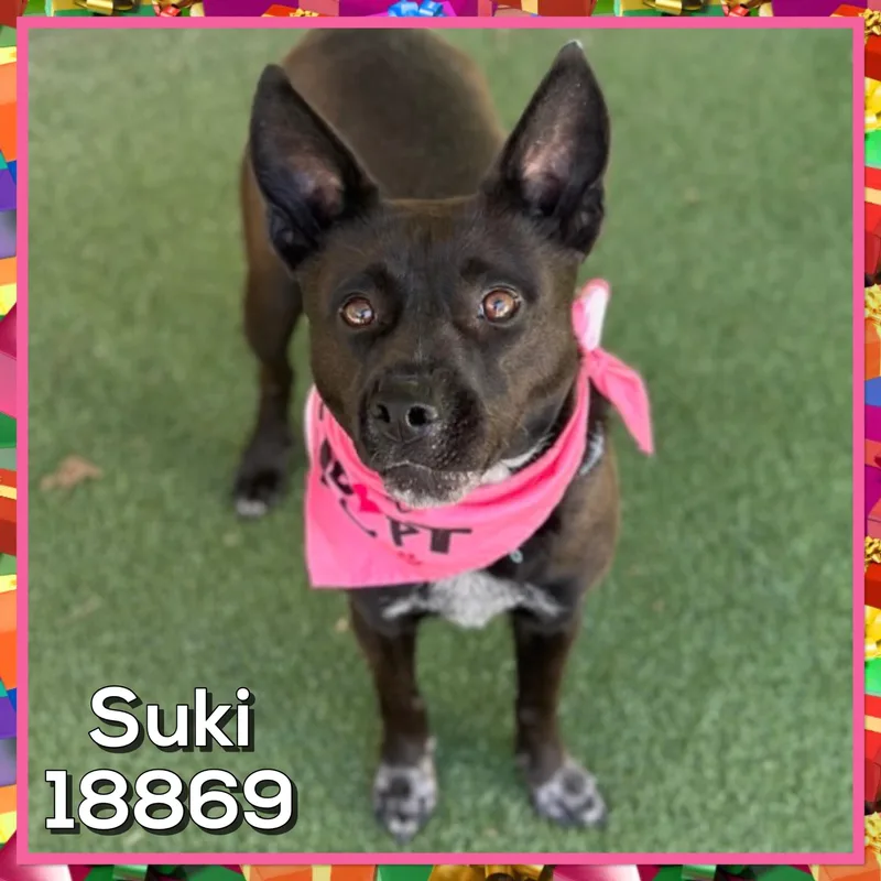 An adult medium-sized female Black Australian Cattle Dog / Blue Heeler dog named Suki for adoption in Marietta, GA