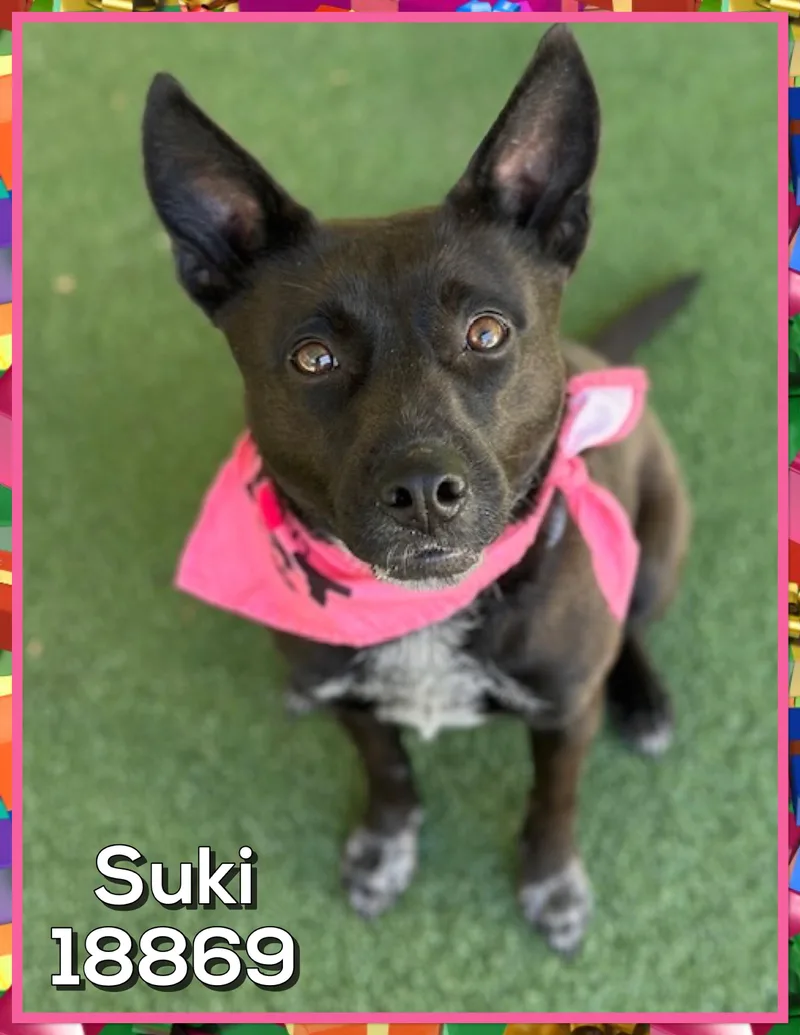 Suki thumbnail 2