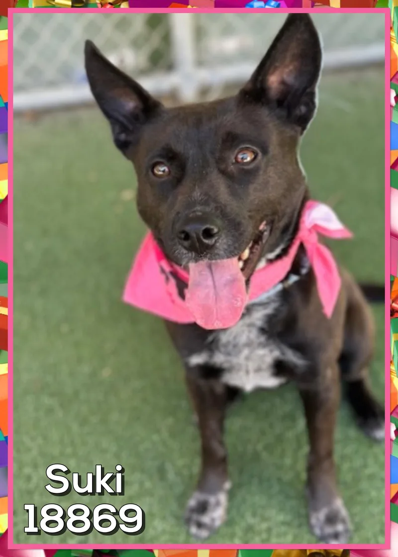 Suki thumbnail 3