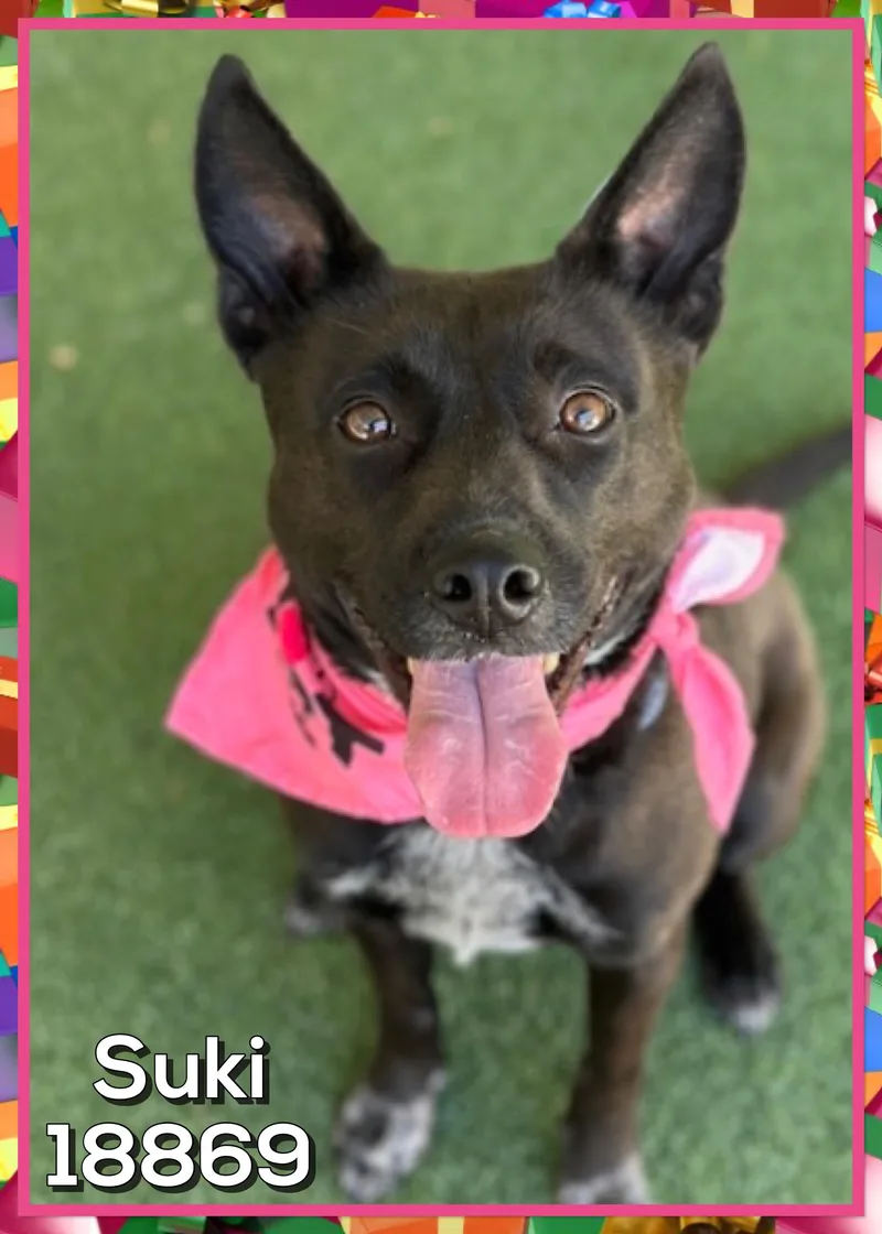 Suki thumbnail 4