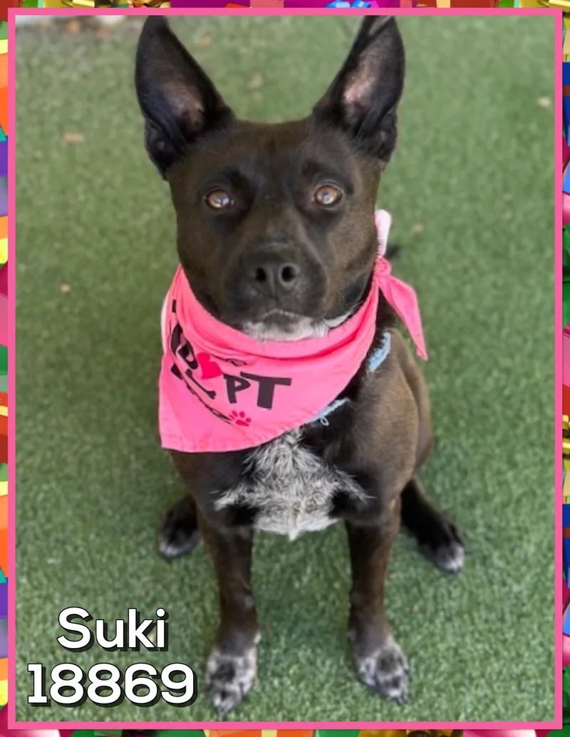 Suki thumbnail 5