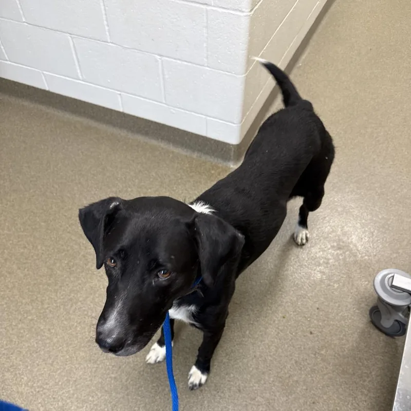 An adult large-sized male Labrador Retriever dog named Smalls for adoption in Council Bluffs, IA