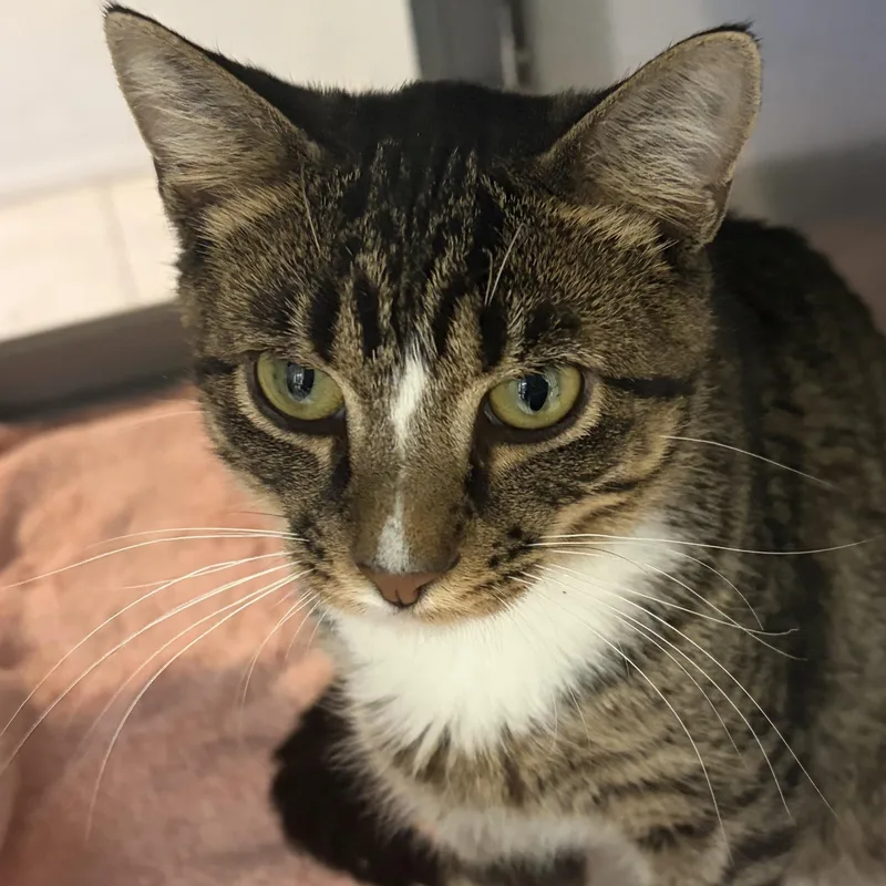 A baby medium-sized male Tabby (Brown / Chocolate) Domestic Short Hair cat named Flynn for adoption in Southold, NY