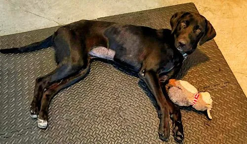 A young medium-sized female Black Labrador Retriever dog named Macie for adoption in Killingworth, CT