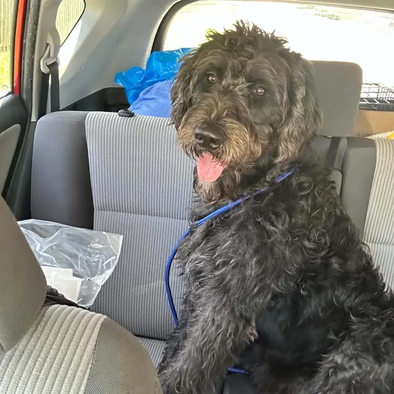 A young small-sized male Black Poodle dog named Tito Tot for adoption in Rogersville, MO