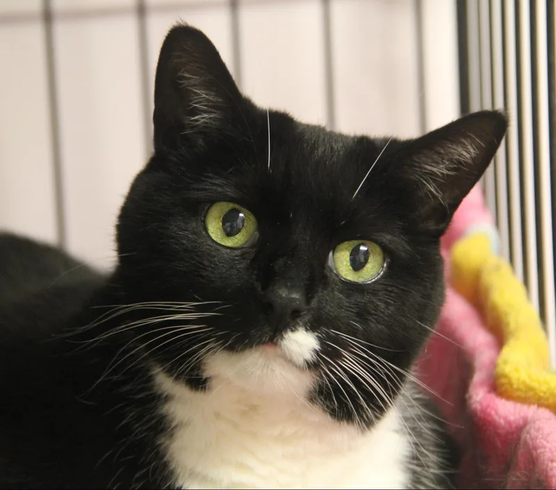 An adult large-sized female Black & White / Tuxedo Domestic Short Hair cat named Hendrix for adoption in Norton, MA