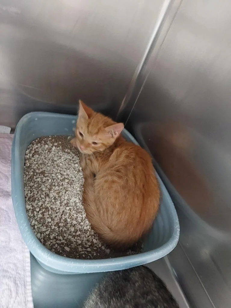 A baby medium-sized female Domestic Short Hair cat named Kaboodle for adoption in Mocksville, NC