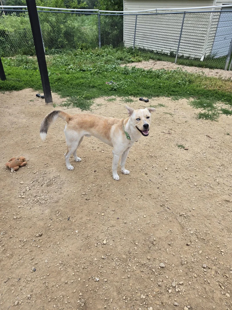 An adult large-sized male Husky dog named Marty for adoption in Maquoketa, IA