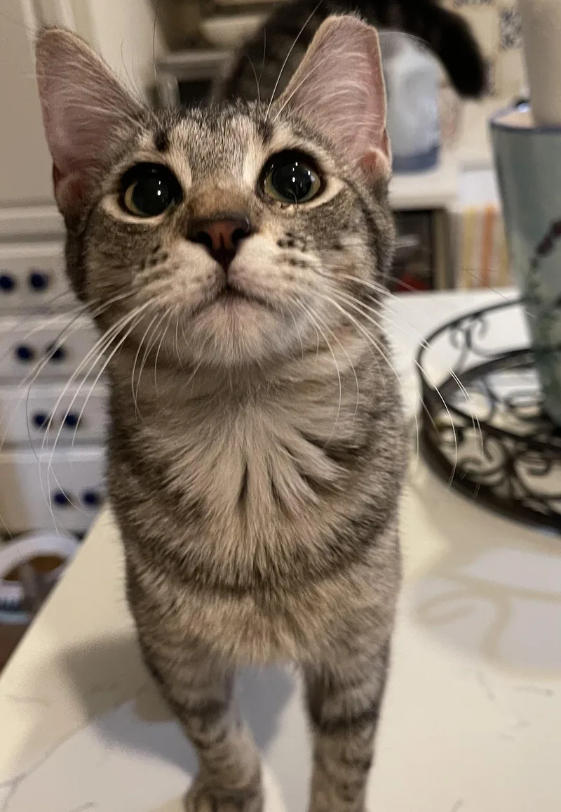 A young small-sized female Gray / Blue / Silver Domestic Short Hair cat named Wendi for adoption in san antonio, TX