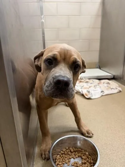 A baby medium-sized female Cane Corso dog named Sourdough for adoption in Farmers Branch, TX