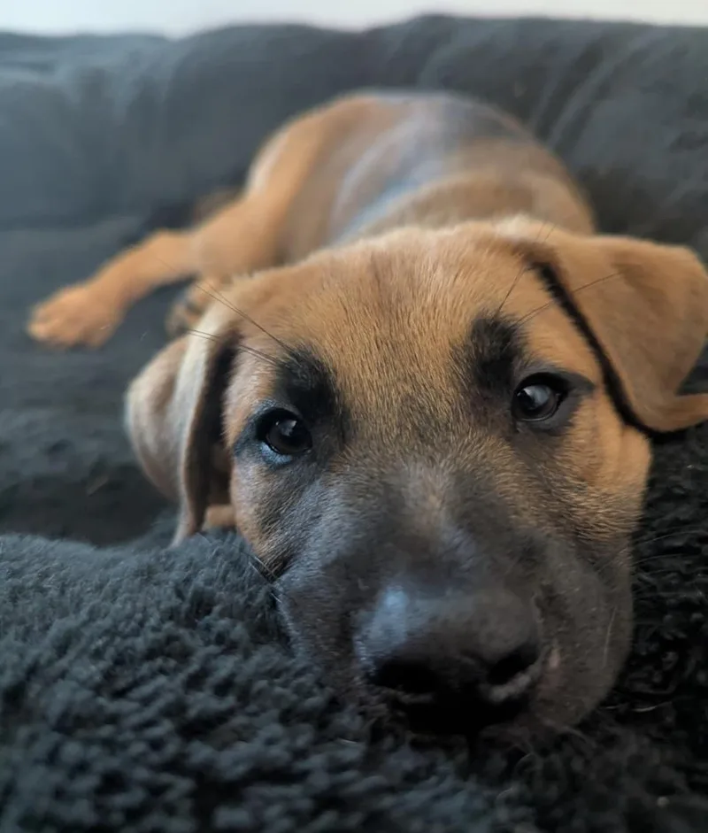 A baby medium-sized male Tricolor (Brown, Black, & White) Labrador Retriever dog named Axel sweet and for adoption in Houston, TX