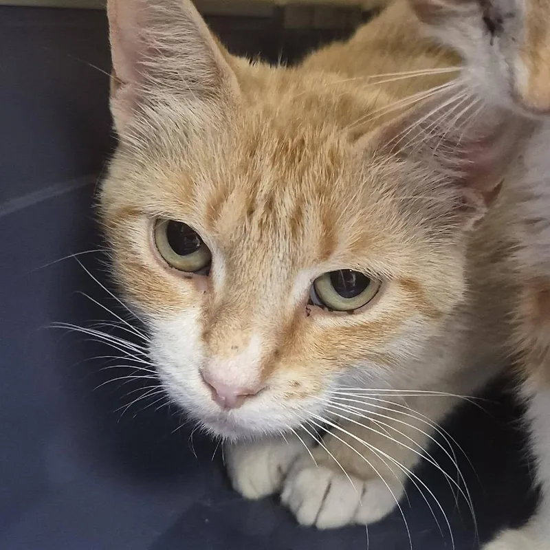 An adult medium-sized female Orange / Red Domestic Short Hair cat named Honey Mustard for adoption in Hattiesburg, MS