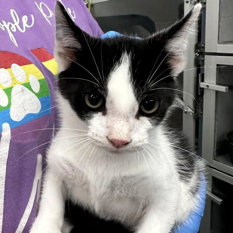A baby small-sized male Black Domestic Short Hair cat named Boomslang for adoption in Evansville, IN