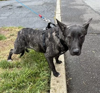 An adult medium-sized female Mixed Breed dog named Camilla for adoption in Hamilton, NJ