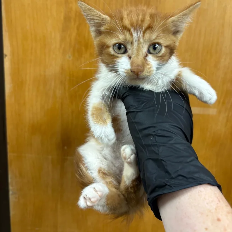 A baby small-sized male Orange / Red Domestic Short Hair cat named Ford Fushion for adoption in Columbiana, AL