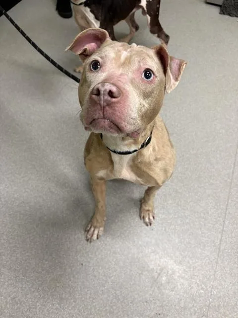 An adult medium-sized female American Staffordshire Terrier dog named Kardi for adoption in Indianapolis, IN