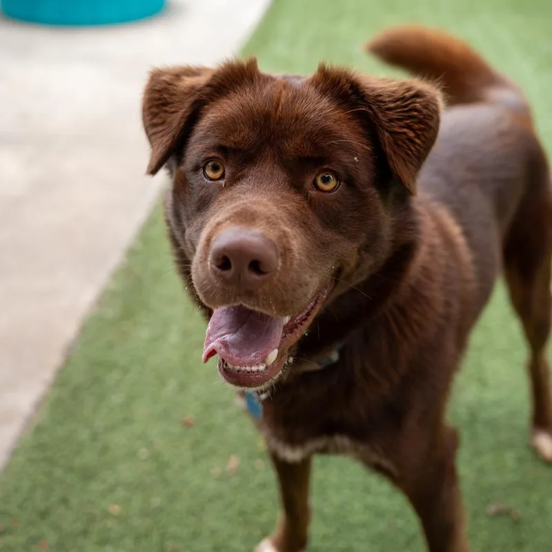 An adult medium-sized male Brown / Chocolate Husky dog named Tyson for adoption in Gainesville, GA