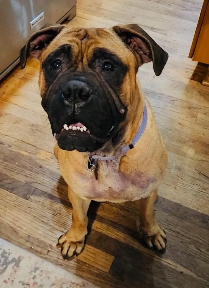 An adult large-sized female Yellow / Tan / Blond / Fawn Bullmastiff dog named Ester for adoption in Cleveland, OH