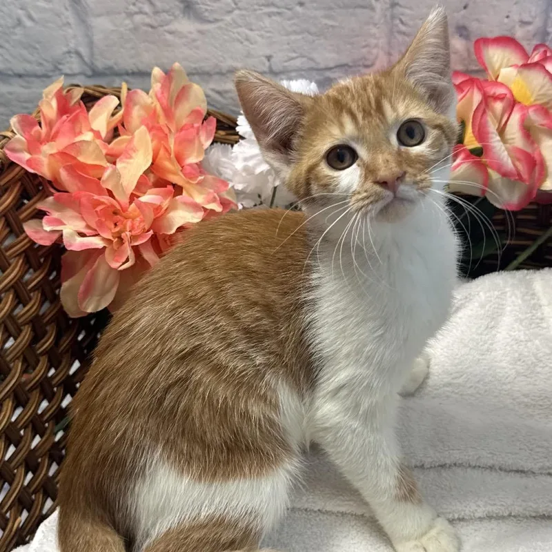 A baby medium-sized female Orange / Red Domestic Short Hair cat named Celina for adoption in Harrisonburg, VA