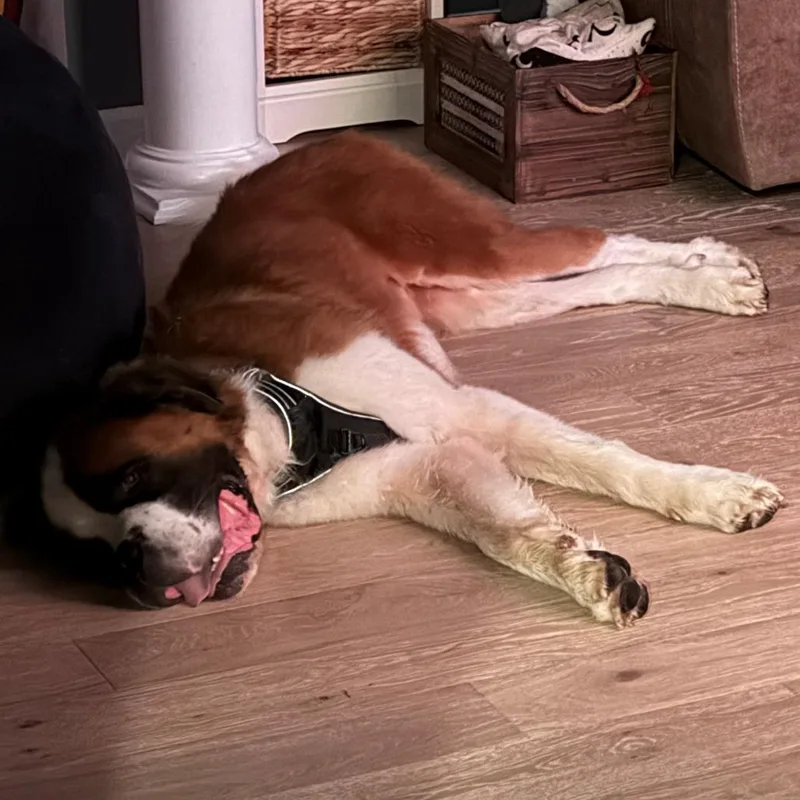 An adult extra large-sized male White / Cream Saint Bernard dog named Teddy for adoption in Birdsboro, PA