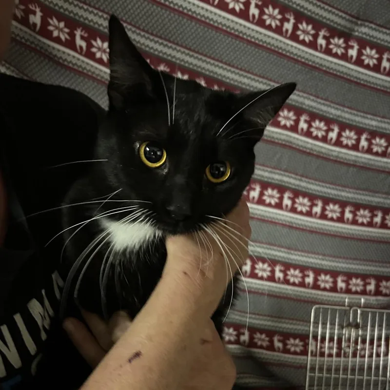 An adult medium-sized male Black Domestic Short Hair cat named West Virginia for adoption in Hemet, CA