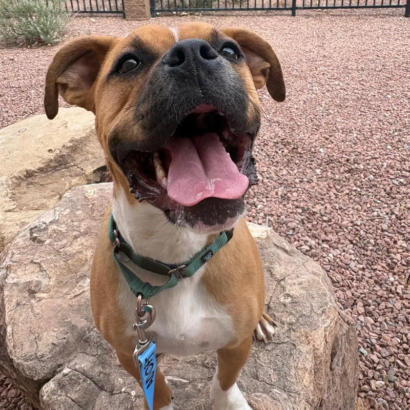 A young large-sized male Brown / Chocolate Boxer dog named Skywalker for adoption in Albuquerque, NM