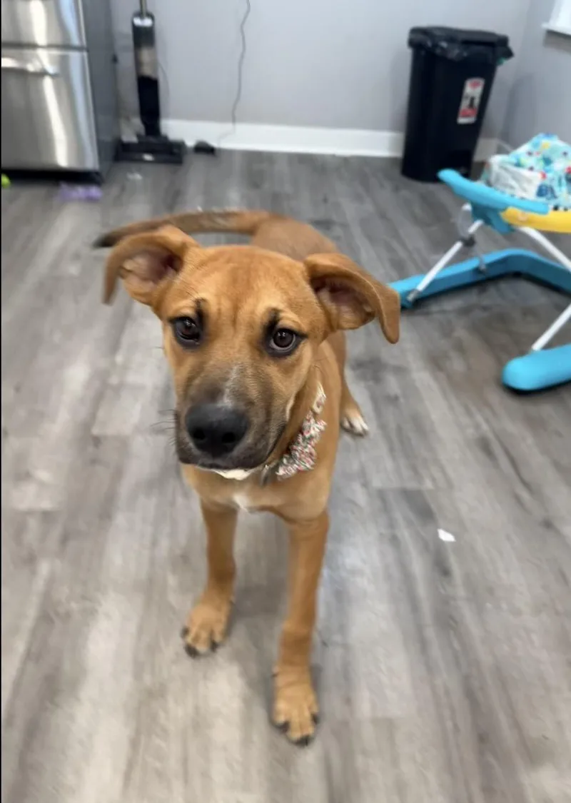 A young medium-sized female Yellow / Tan / Blond / Fawn Labrador Retriever dog named Poppy for adoption in Wonder Lake, IL