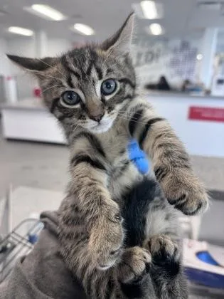 A baby small-sized female Domestic Short Hair cat named Isla for adoption in West Chester, PA